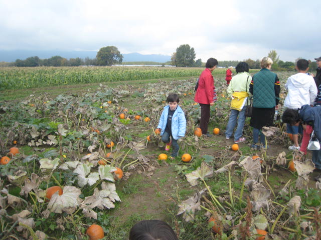 Lola buscando su calabaza