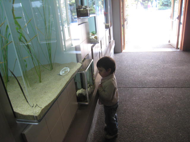 Sara viendo pececillos