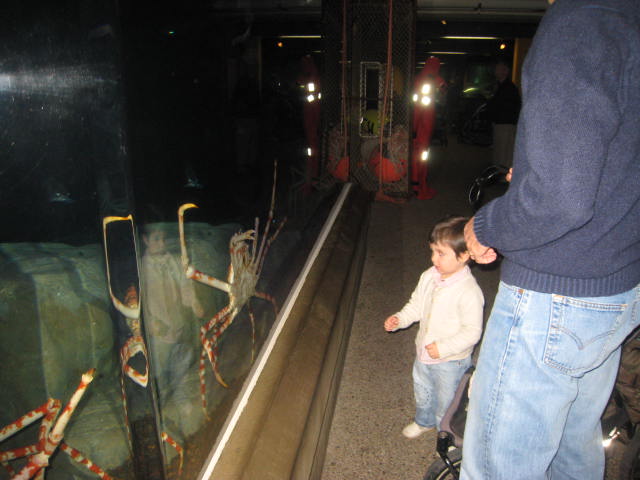Sara viendo un cangrejo araña japonés, más grande que ella.
