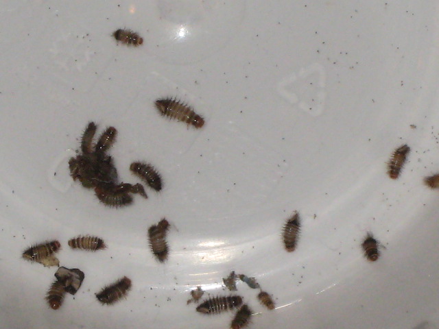 Algunos de los bichejos que invaden nuestra casa