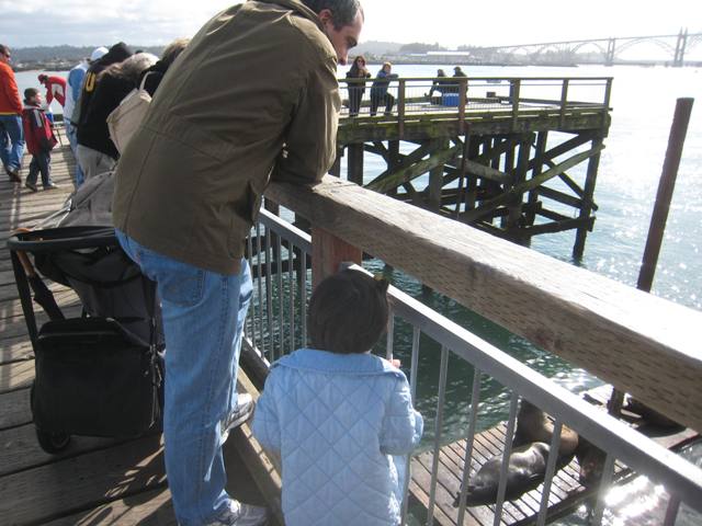 Viendo sealions en Newport
