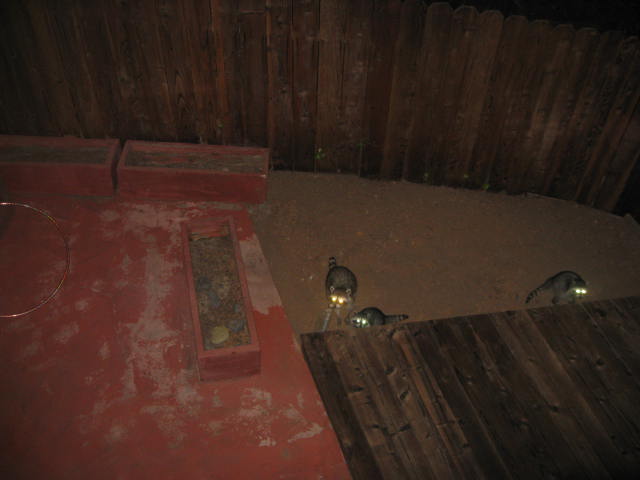 Mapaches en nuestro patio